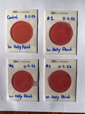 [Plates, Holly Point 2023-11-02]