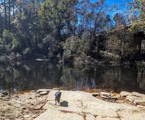 [Dog, Nankin Boat Ramp, Withlacoochee River @ Clyattville-Nankin Road 2023-11-02]