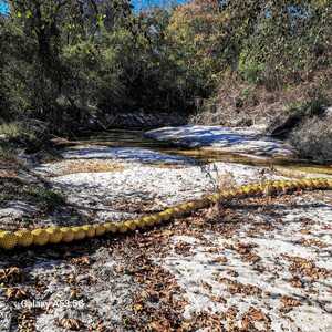 [Across, Sugar Creek, Withlacoochee River @ Gornto Road 2023-11-02]