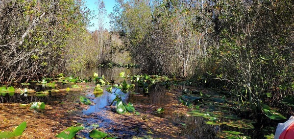 [Lily pads, 13:40:09, 30.8719041, -82.2909026]