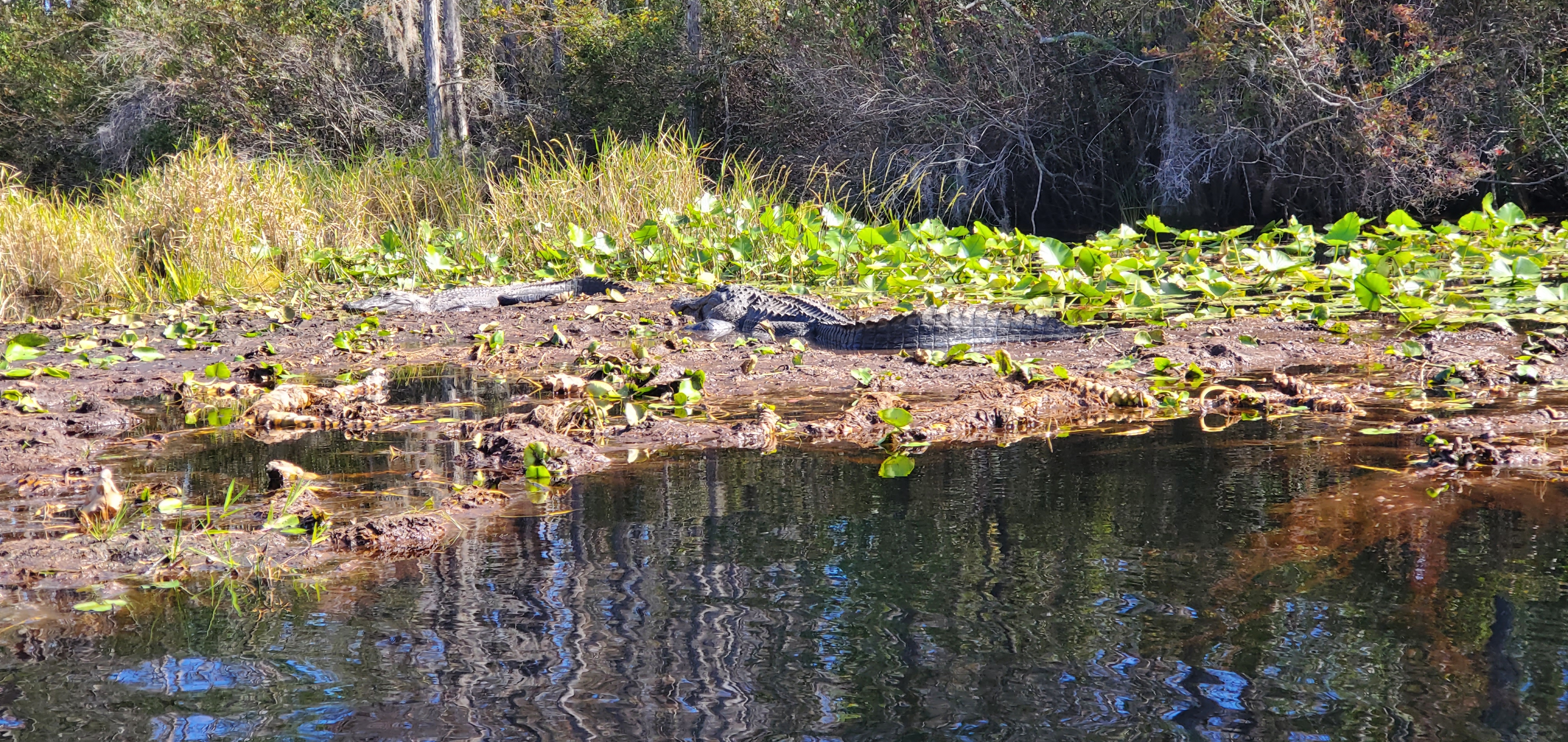 Gators on peat, 12:15:38, 30.8620445, -82.3229138