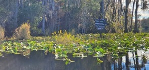 [Left to Middle Fork Suwannee River, straight on East Fork, 10:18:33, 30.8349470, -82.3432104]