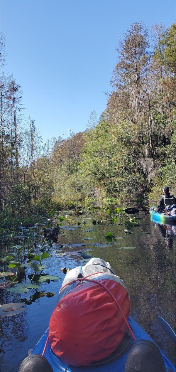 [Lily pads, 10:50:34, 30.8756635, -82.3048002]