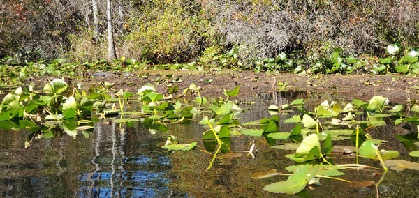 Sinuous gator, 11:25:53, 30.8631655, -82.3216780