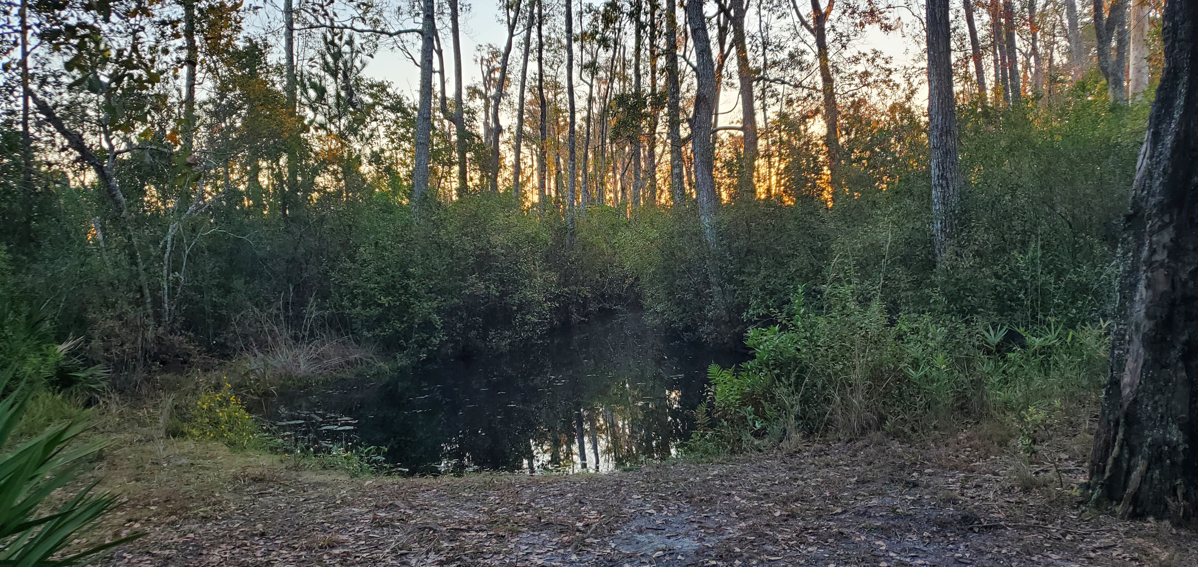 South landing to Round Top or Bluff Lake, 06:59:57, 30.8564187, -82.2651243