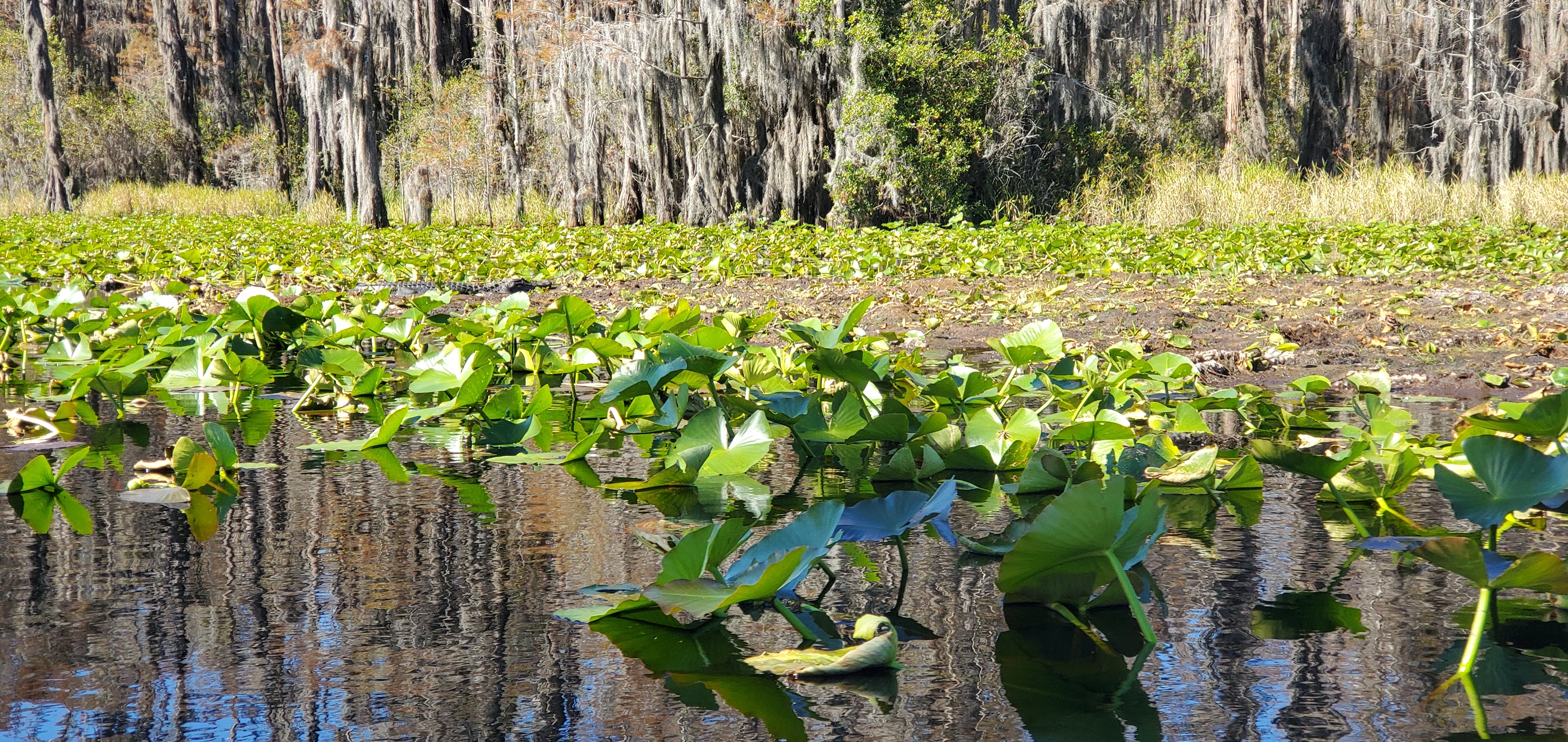 Gator on peat, 11:20:51, 30.8647390, -82.3187290