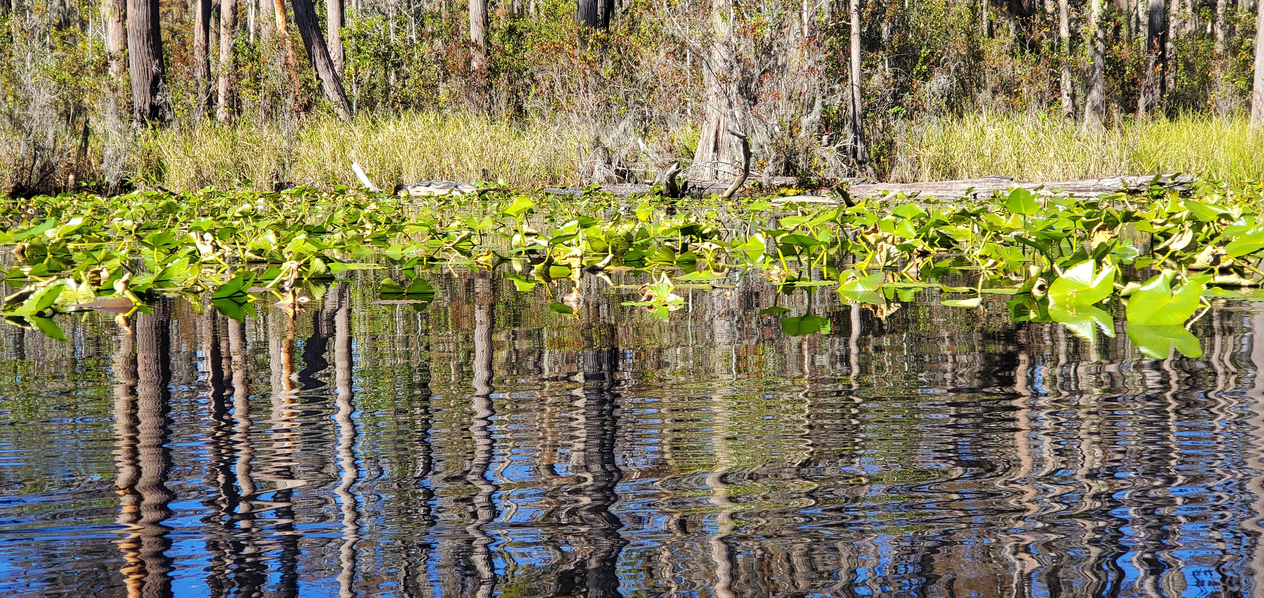 Gator on log, 11:22:08, 30.8640970, -82.3197304