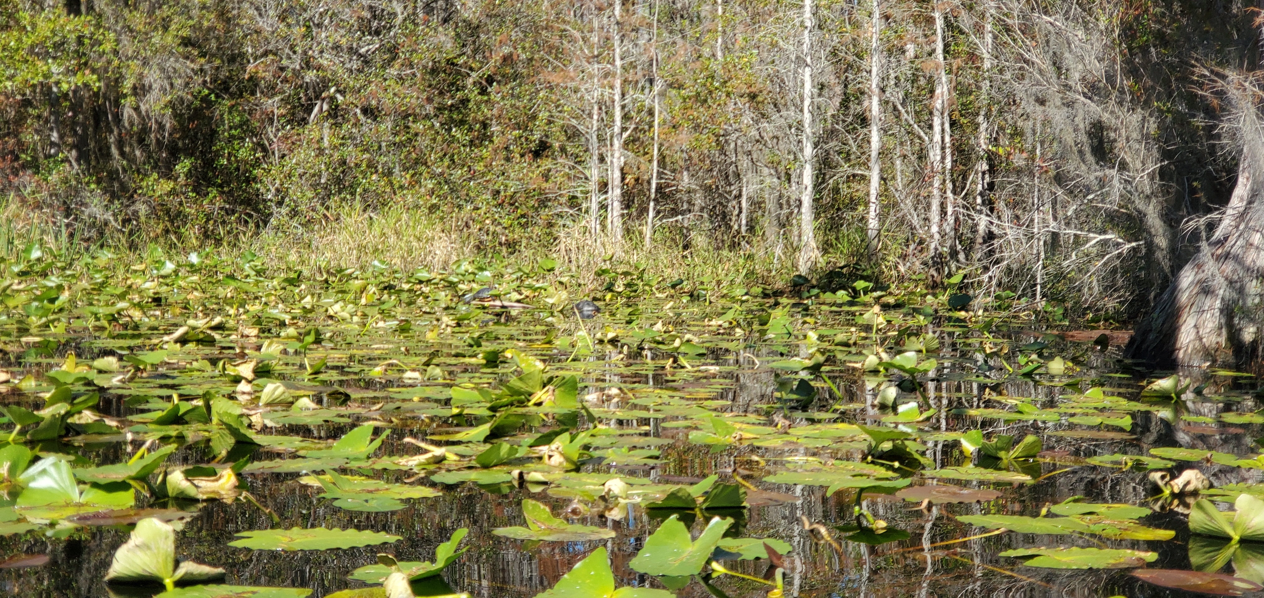 Turtles on log, 11:23:52, 30.8636640, -82.3203270