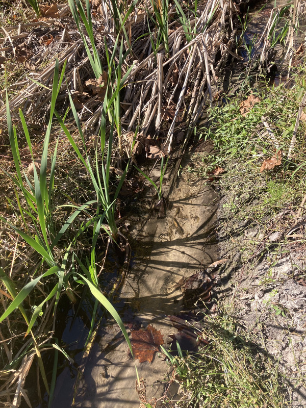 [Alapaha Settlement Pond Stream, Alapaha River @ US 82 2023-11-05]