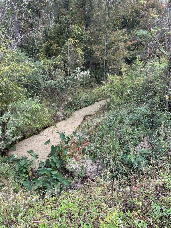 [Crawford Branch, Withlacoochee River @ Skipper Bridge Road 2023-11-09]