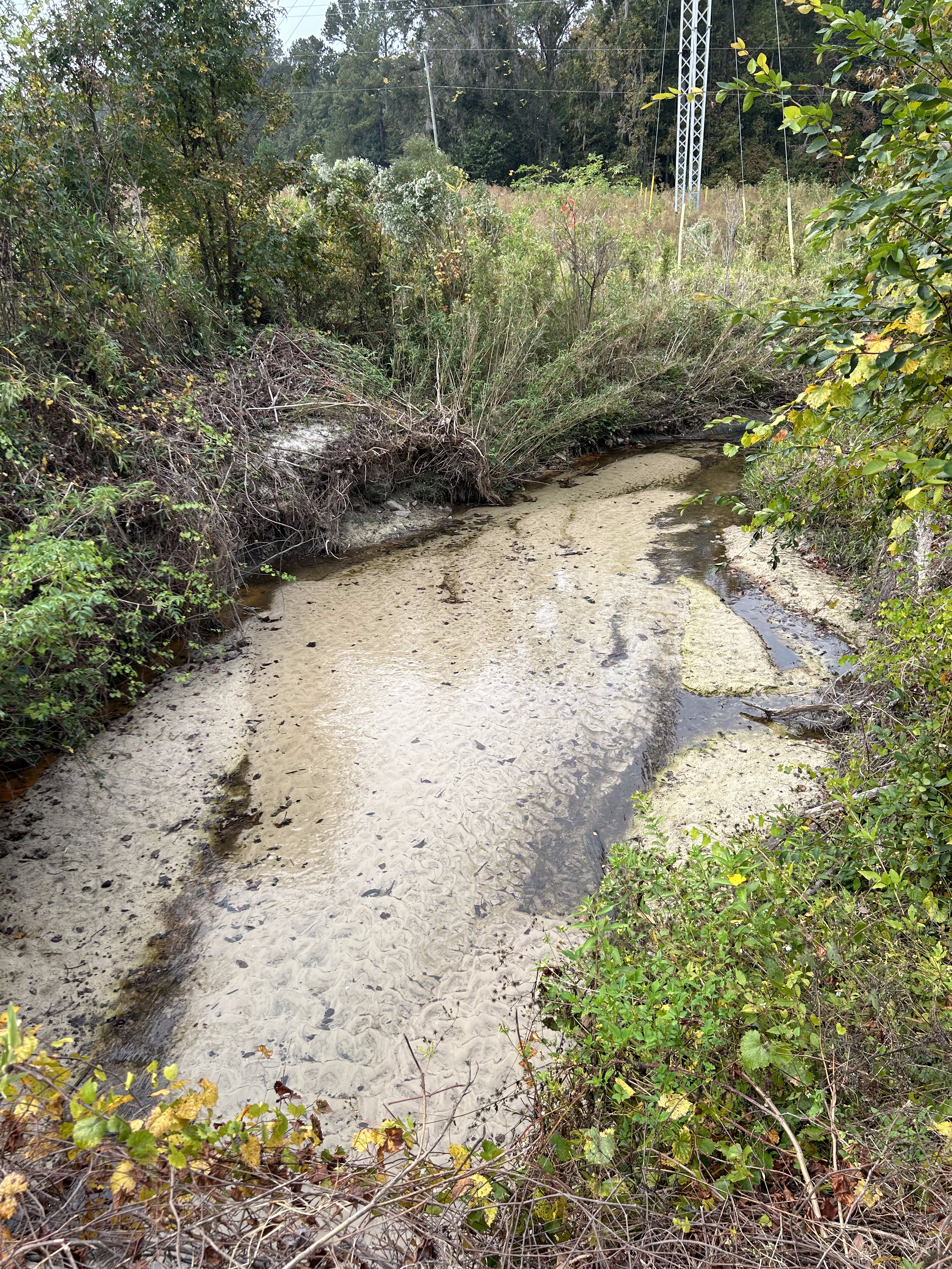 Crawford Branch other, Withlacoochee River @ Skipper Bridge Road 2023-11-09