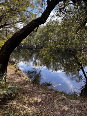 [Holly Point downstream, Withlacoochee River @ NE Withla Bluffs Way 2023-11-09]