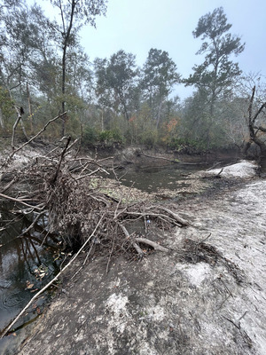 [Logjam, Langdale Park Boat Ramp, Withlacoochee River @ North Valdosta Road 2023-11-09]