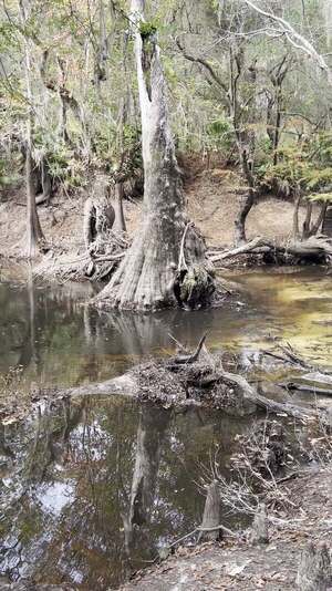 [Movie: Staten Road, Withlacoochee River @ Staten Road 2023-11-09]