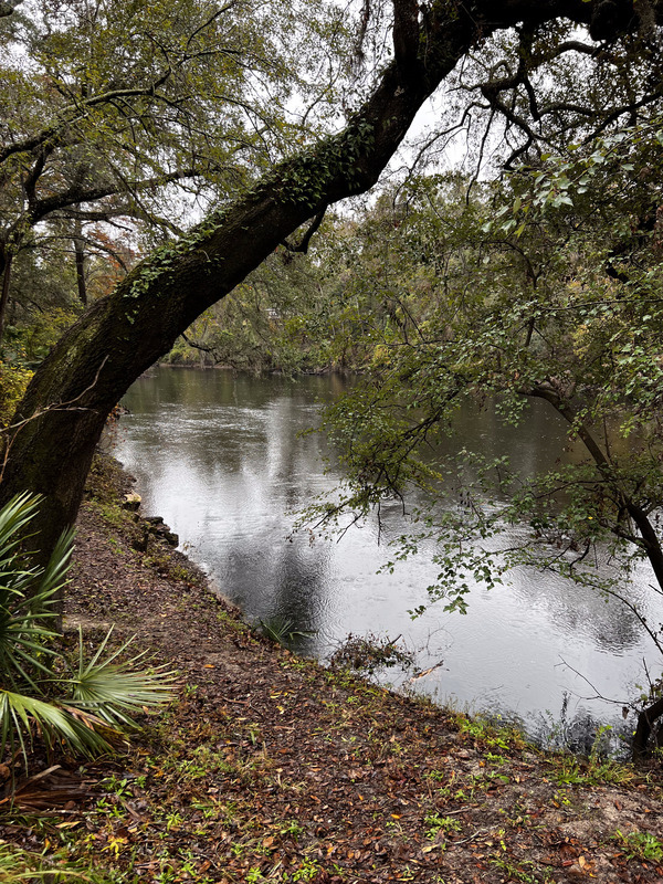 [Holly Point, Withlacoochee River @ NE Withla Bluffs Way 2023-11-15]