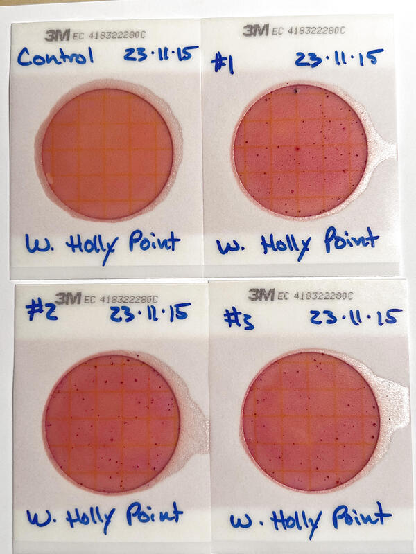 Brightened Plates, Holly Point 2023-11-15