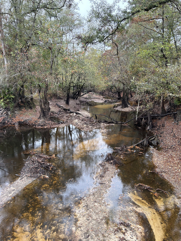 Downstream, Franklinville, Withlacoochee River @ Frankinville Road 2023-11-16