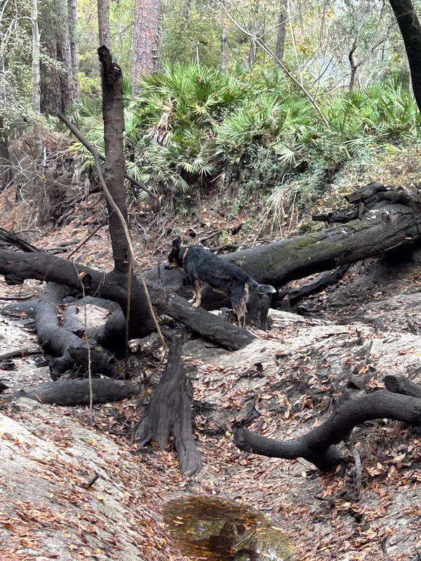 Dog and Deadfalls, Langdale Park Boat Ramp other, Withlacoochee River @ North Valdosta Road 2023-11-16