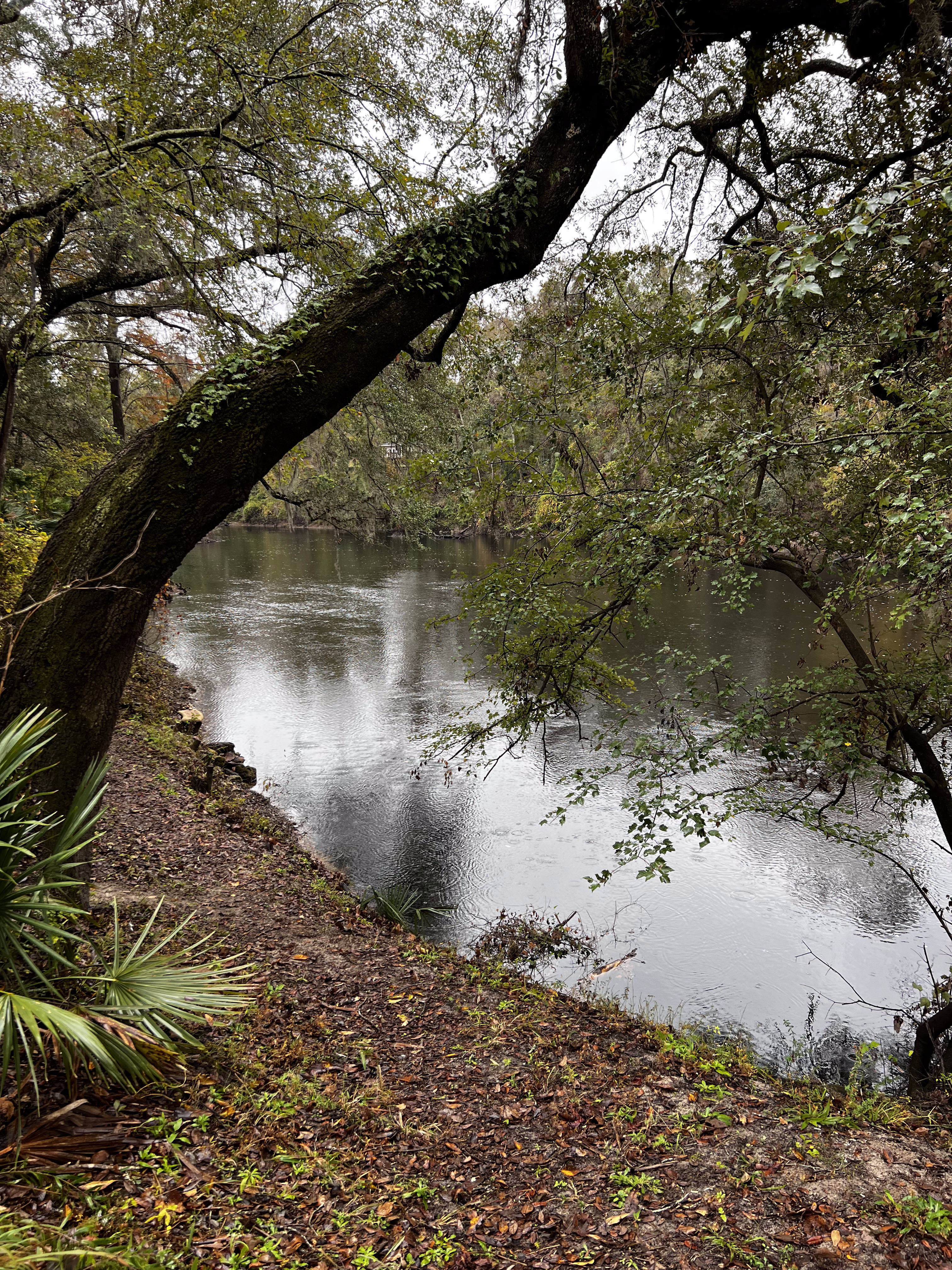 Holly Point, Withlacoochee River @ NE Withla Bluffs Way 2023-11-15