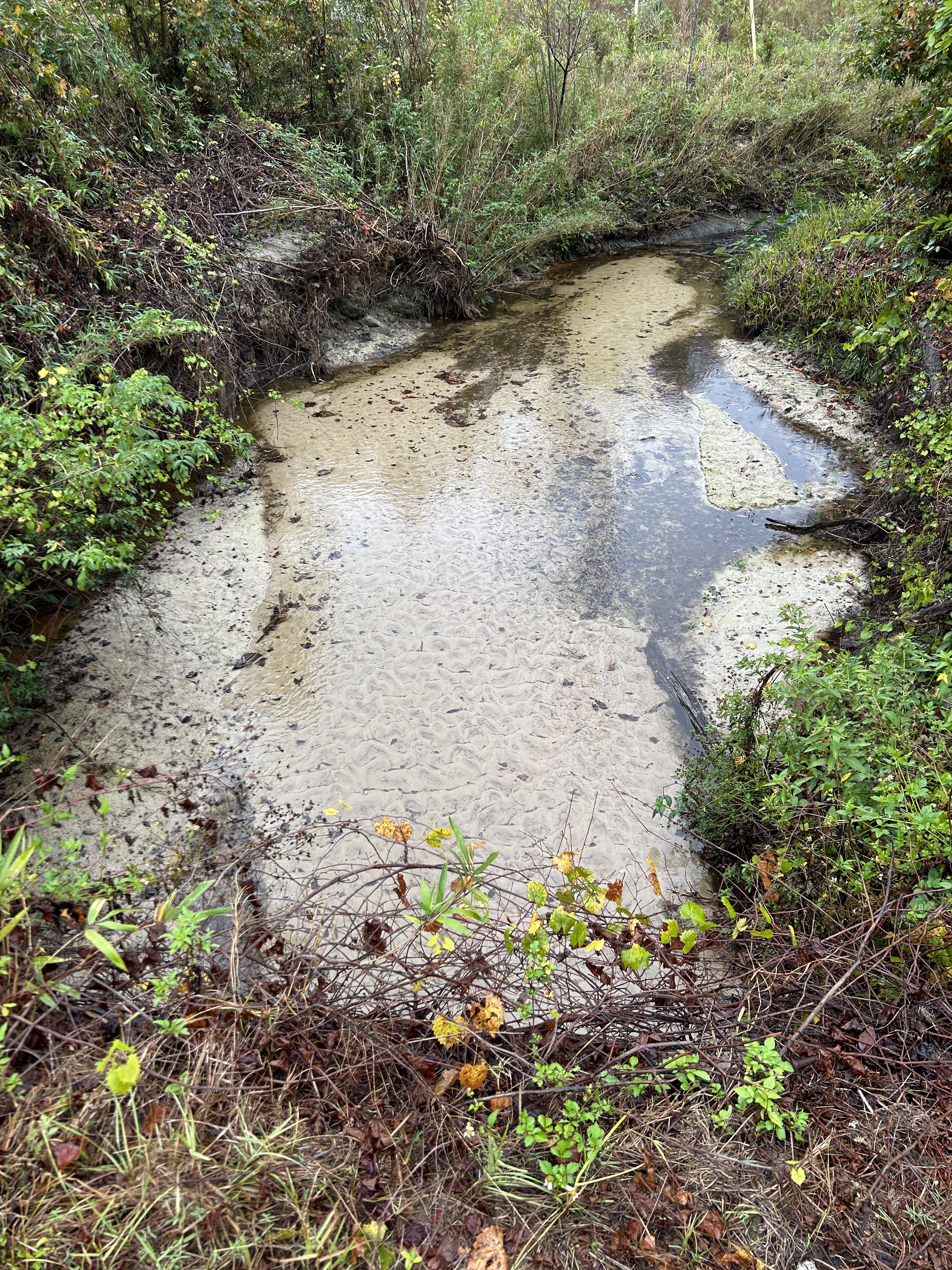 Crawford Branch, Withlacoochee River @ Skipper Bridge Road 2023-11-16