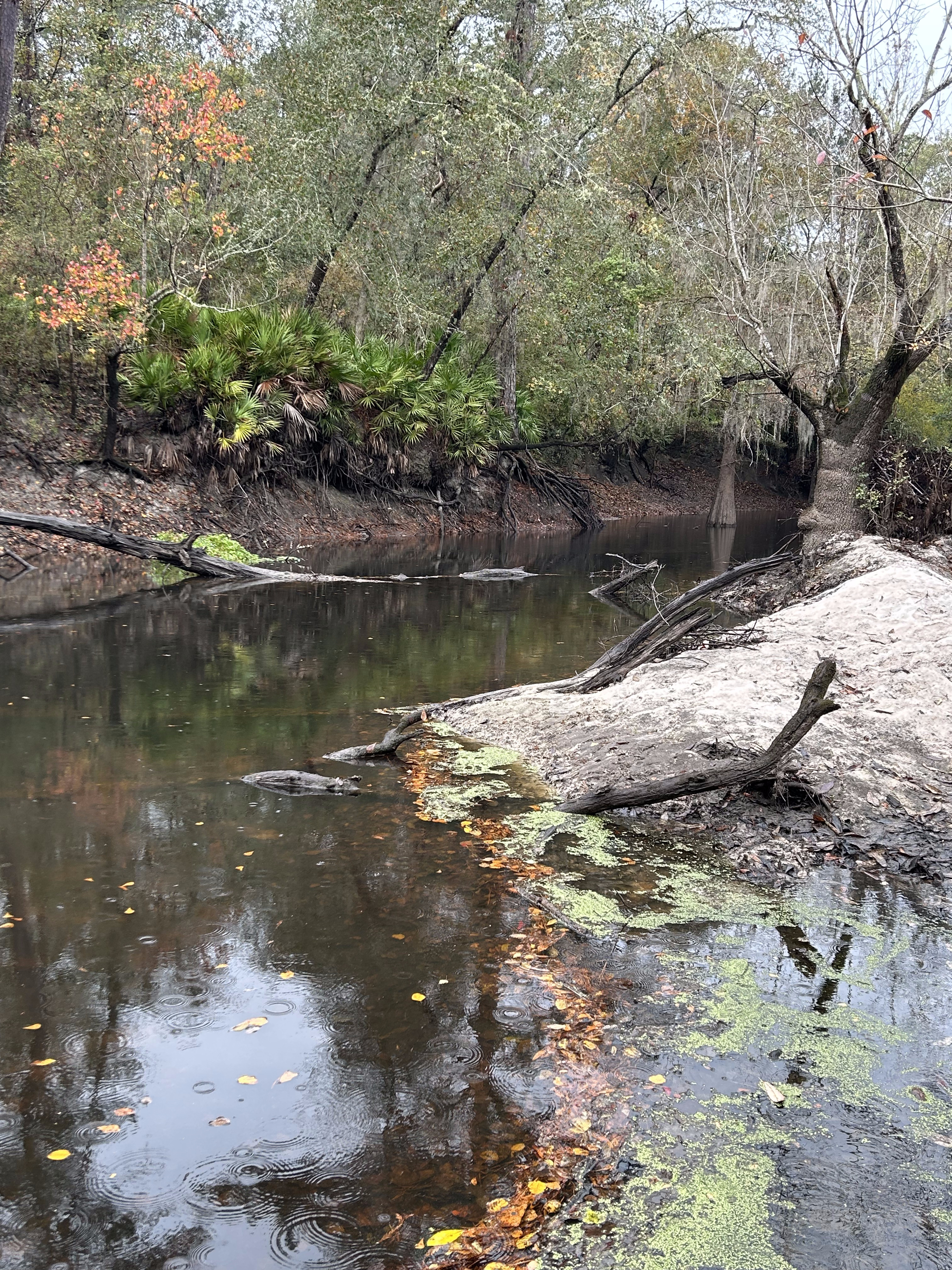 Sandbar, Langdale Park Boat Ramp, Withlacoochee River @ North Valdosta Road 2023-11-16