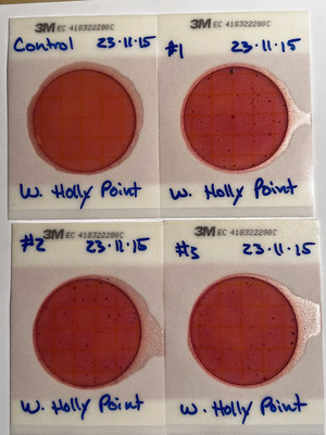 [Plates, Holly Point 2023-11-15]