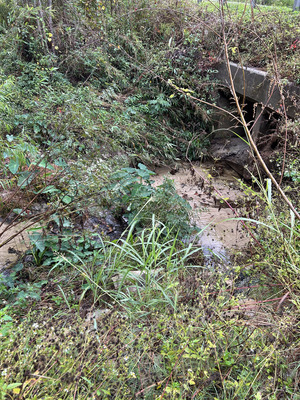 [Upstream Crawford Branch, Withlacoochee River @ Skipper Bridge Road 2023-11-16]