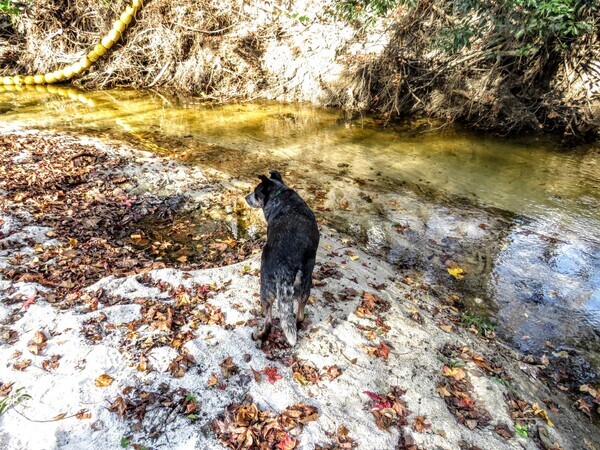 [Dog, Sugar Creek, Withlacoochee River @ Gornto Road 2023-11-18]