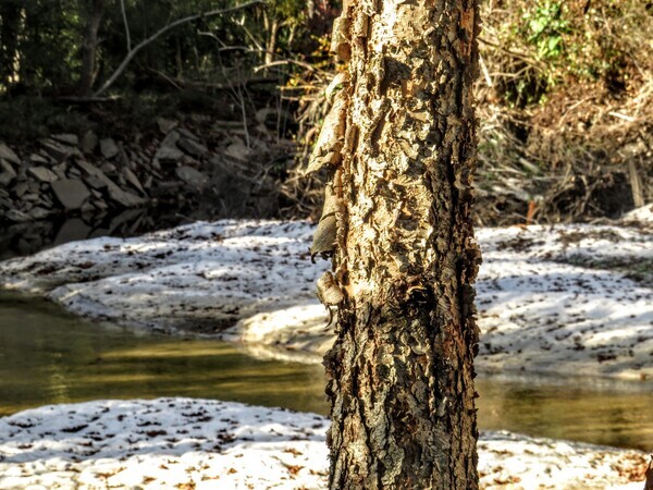 River birch, Sugar Creek other, Withlacoochee River @ Gornto Road 2023-11-18