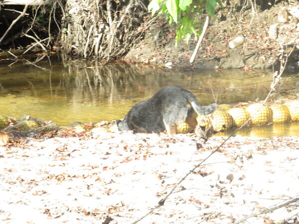 Digging, Sugar Creek other, Withlacoochee River @ Gornto Road 2023-11-18