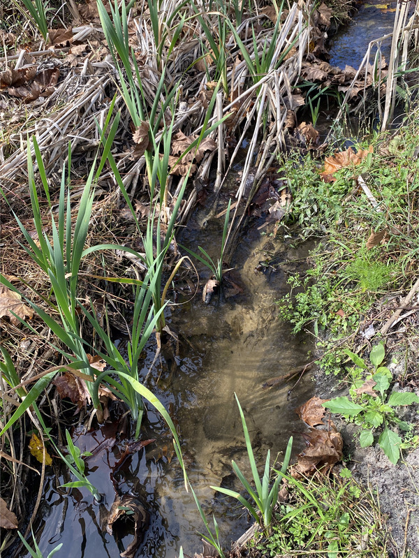 [Alapaha Settlement Pond Stream, Alapaha River @ US 82 2023-11-24]