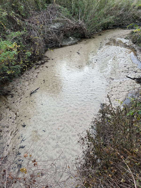 [Crawford Branch, Withlacoochee River @ Skipper Bridge Road 2023-11-30]