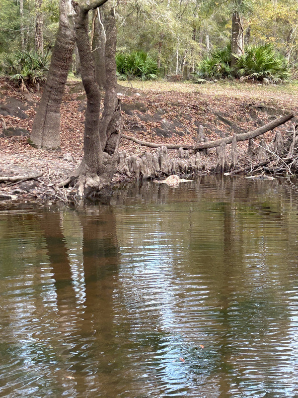 [Langdale Park Boat Ramp deer, Withlacoochee River @ North Valdosta Road 2023-11-30]