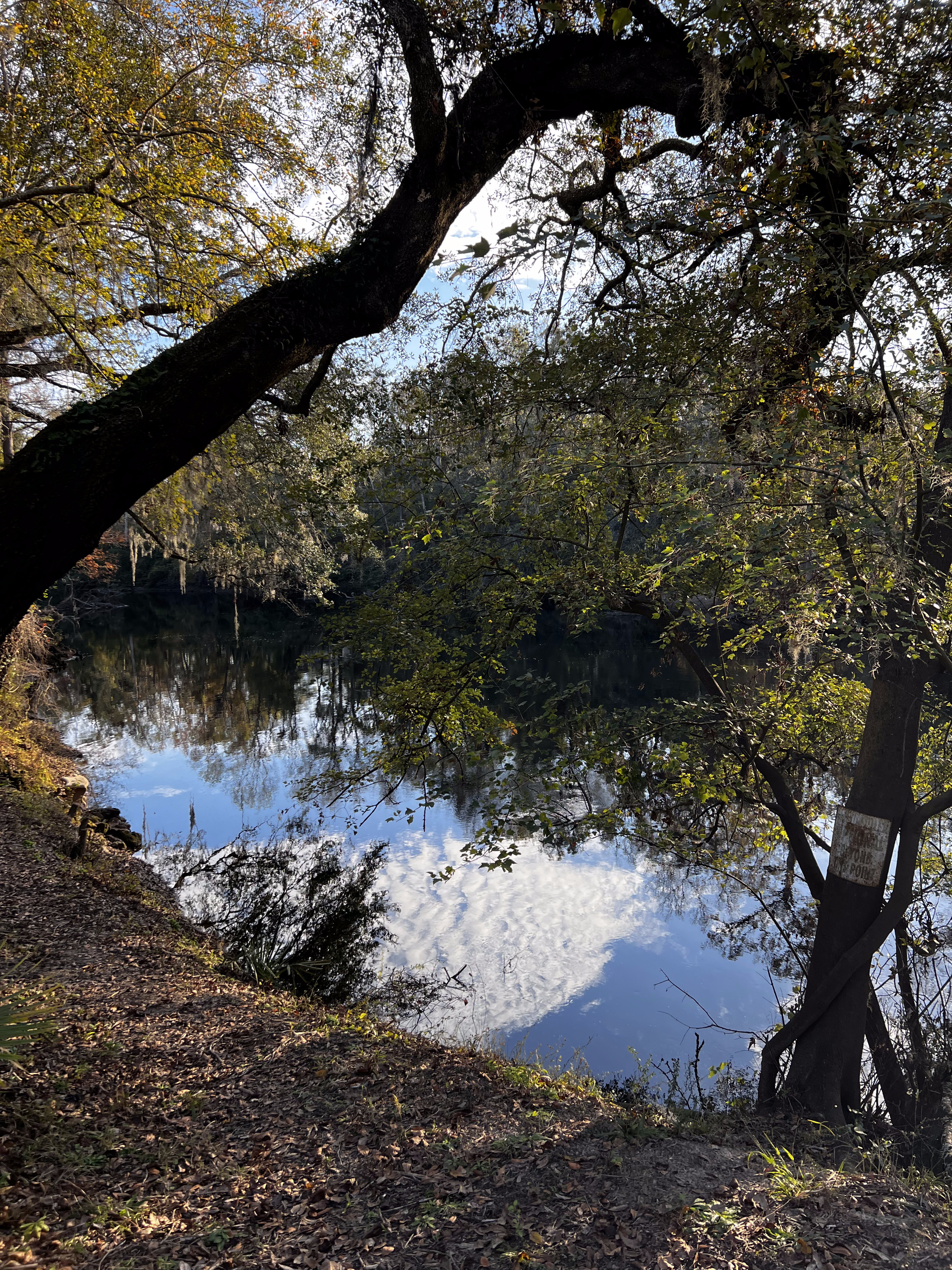 Holly Point downstream, Withlacoochee River @ NE Withla Bluffs Way 2023-11-29