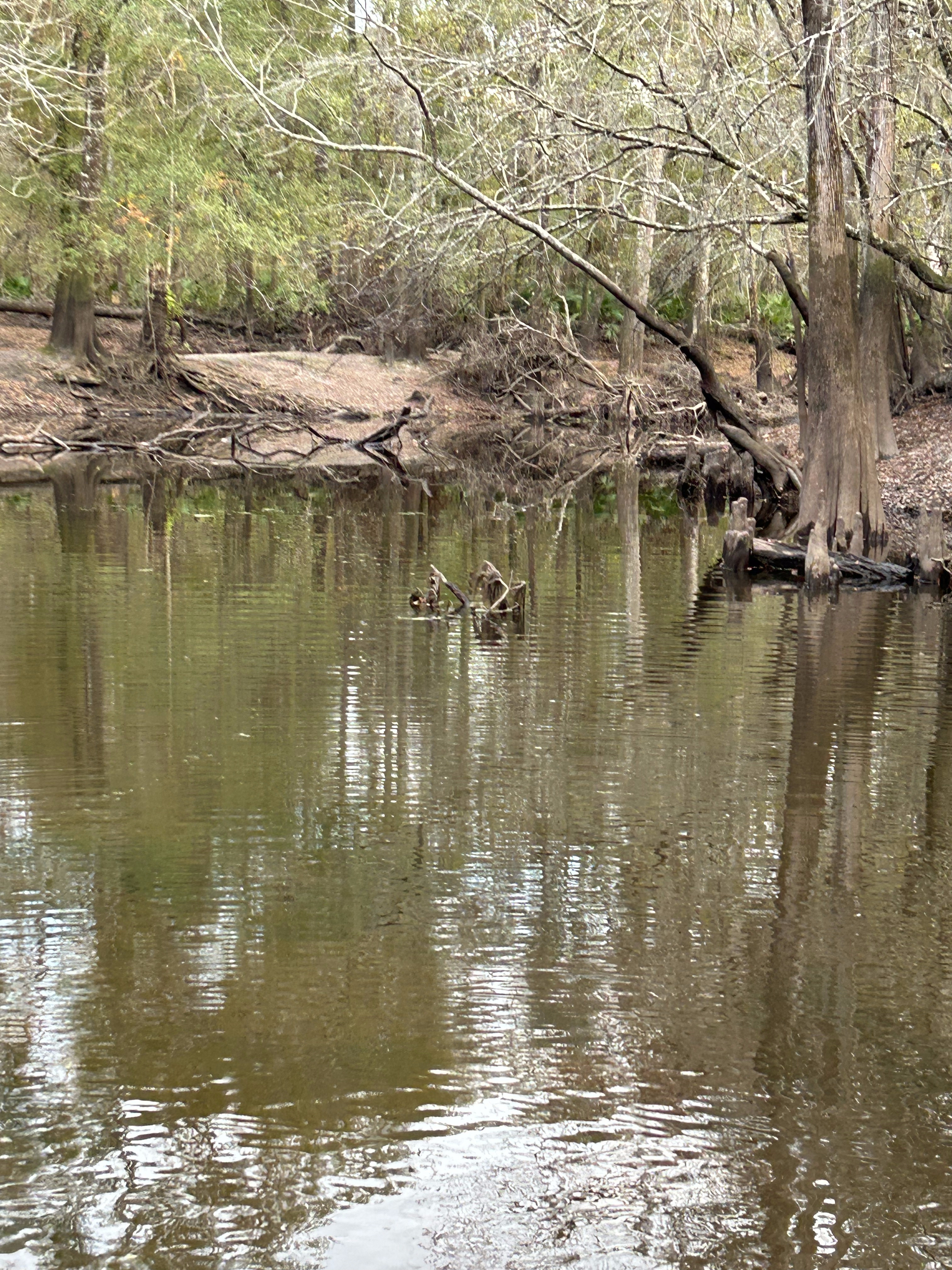 Langdale Park Boat Ramp other, Withlacoochee River @ North Valdosta Road 2023-11-30