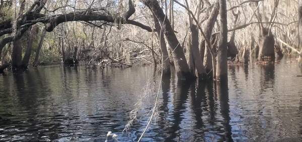 [Movie: Archway on the North Fork of the Suwannee River, 2023:12:09 11:25:20, 30.8163000, -82.4139000 (35M)]