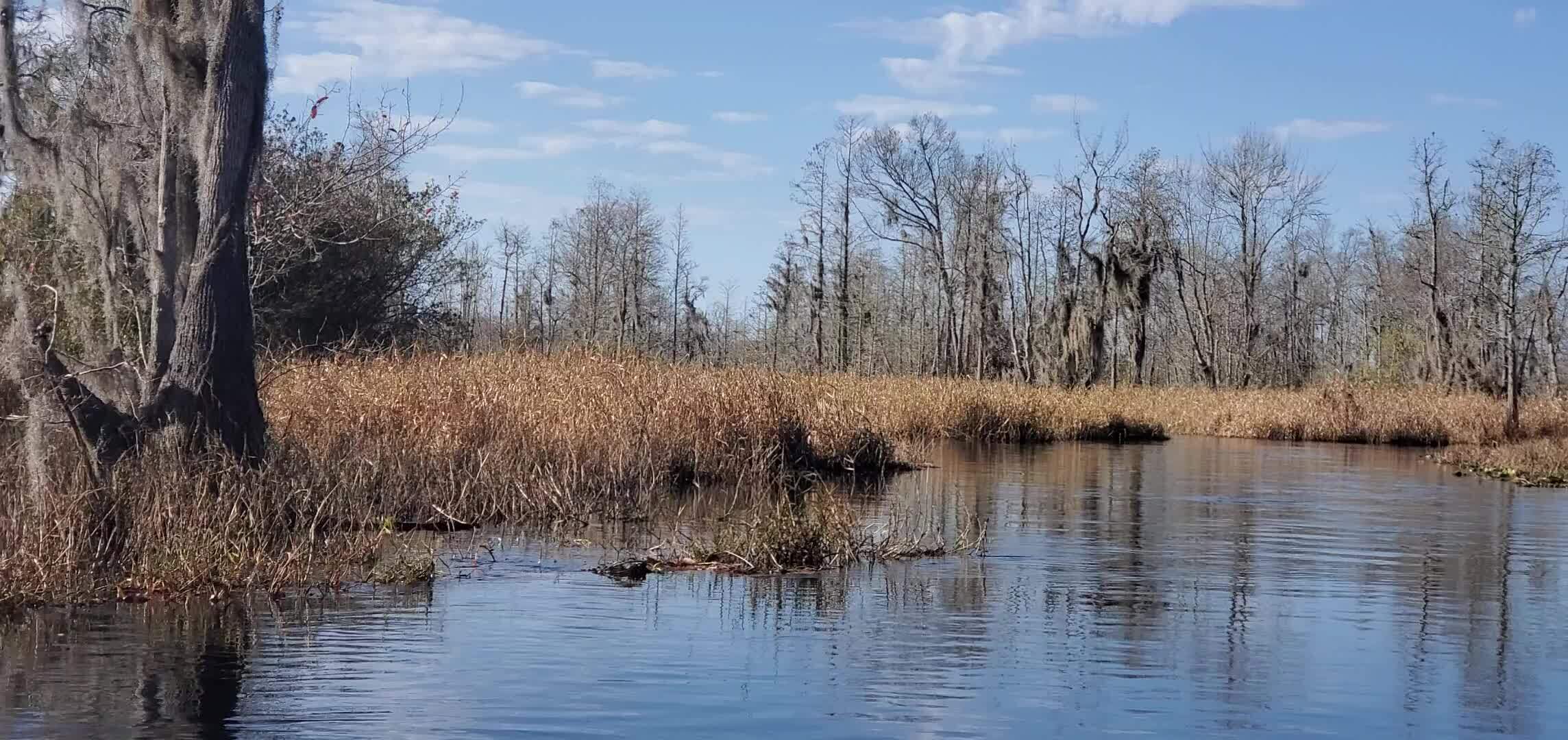 Movie: Paddles above the grass (11M)