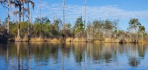 [Heron fanning its wings, 2023:12:09 10:04:16, 30.8299507, -82.3706680]