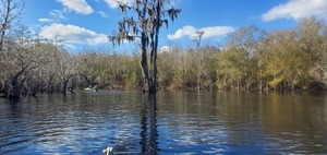 [Cypress in the river, 2023:12:09 13:34:15, 30.7918691, -82.4398268]