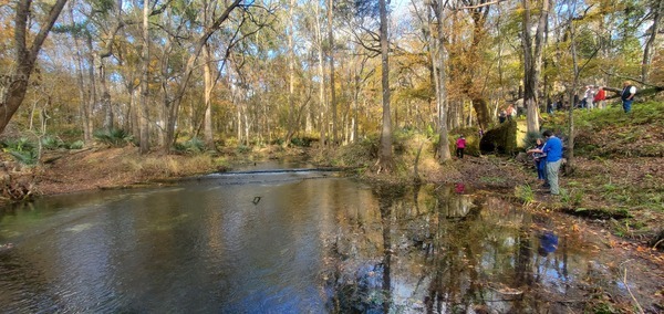 [Mill Pond Spring Run logs and dam, 15:07:12, 29.9663566, -82.7602500]