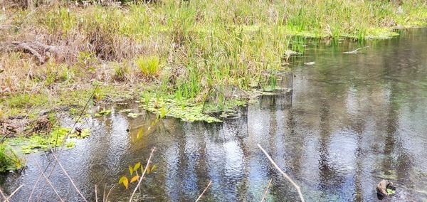 [Water lettuce nursery cage, 16:00:28, 29.9737236, -82.7602044]