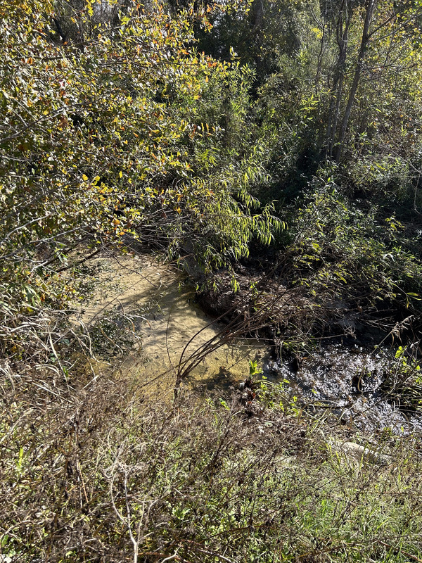 [Crawford Branch, Withlacoochee River @ Skipper Bridge Road 2023-12-14]