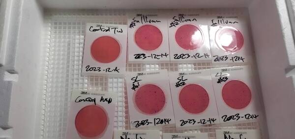 [Movie: Counting the colonies from Withlacoochee River samples 2023-12-14 (240M)]