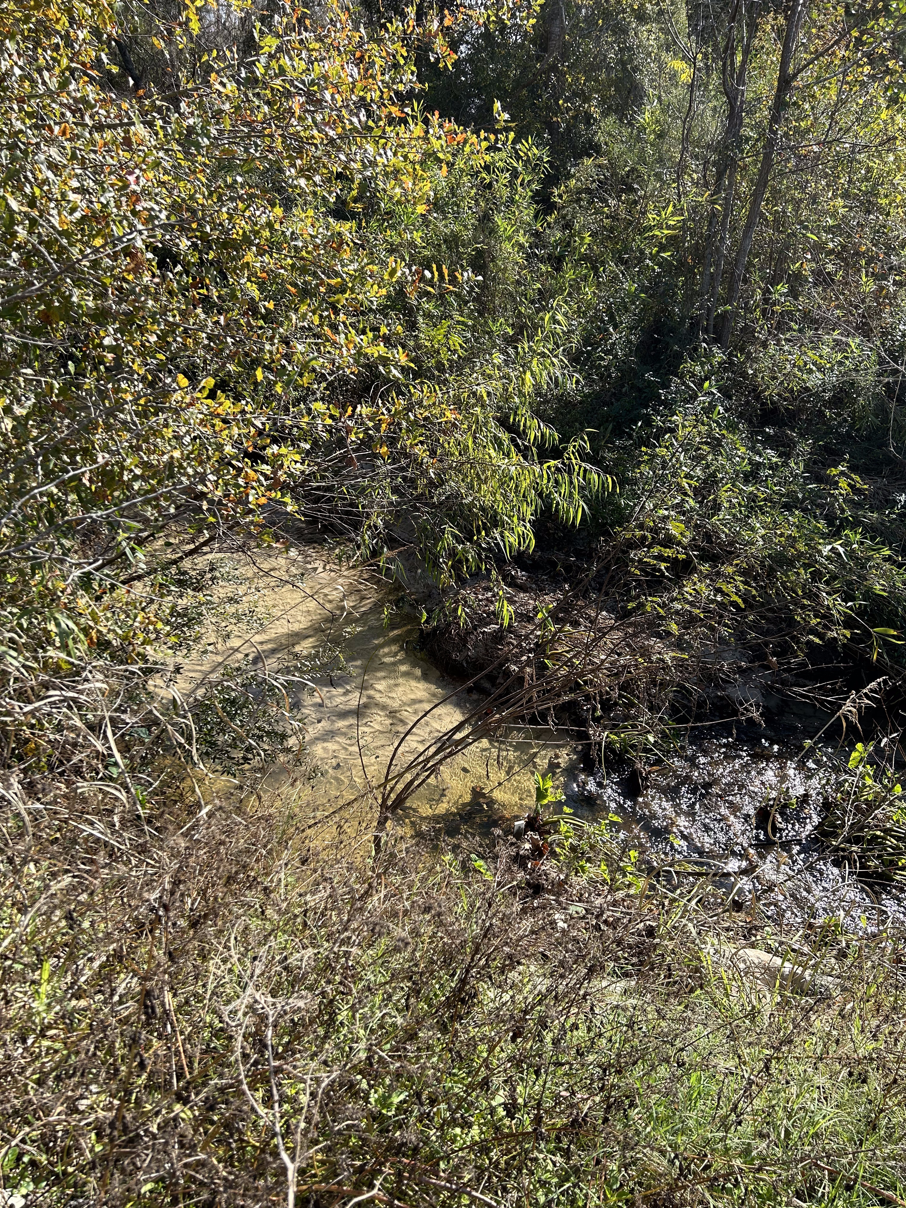 Crawford Branch, Withlacoochee River @ Skipper Bridge Road 2023-12-14