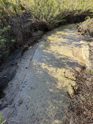 [Crawford Branch other, Withlacoochee River @ Skipper Bridge Road 2023-12-14]