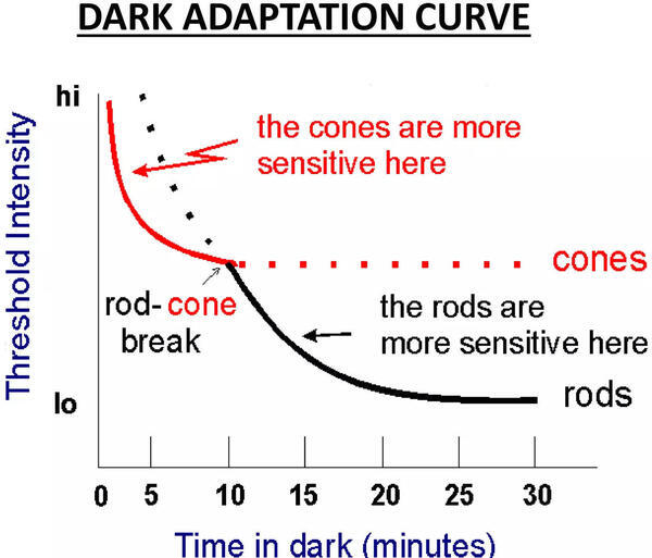 [Light and dark adaptation chinnu (slide 13)]