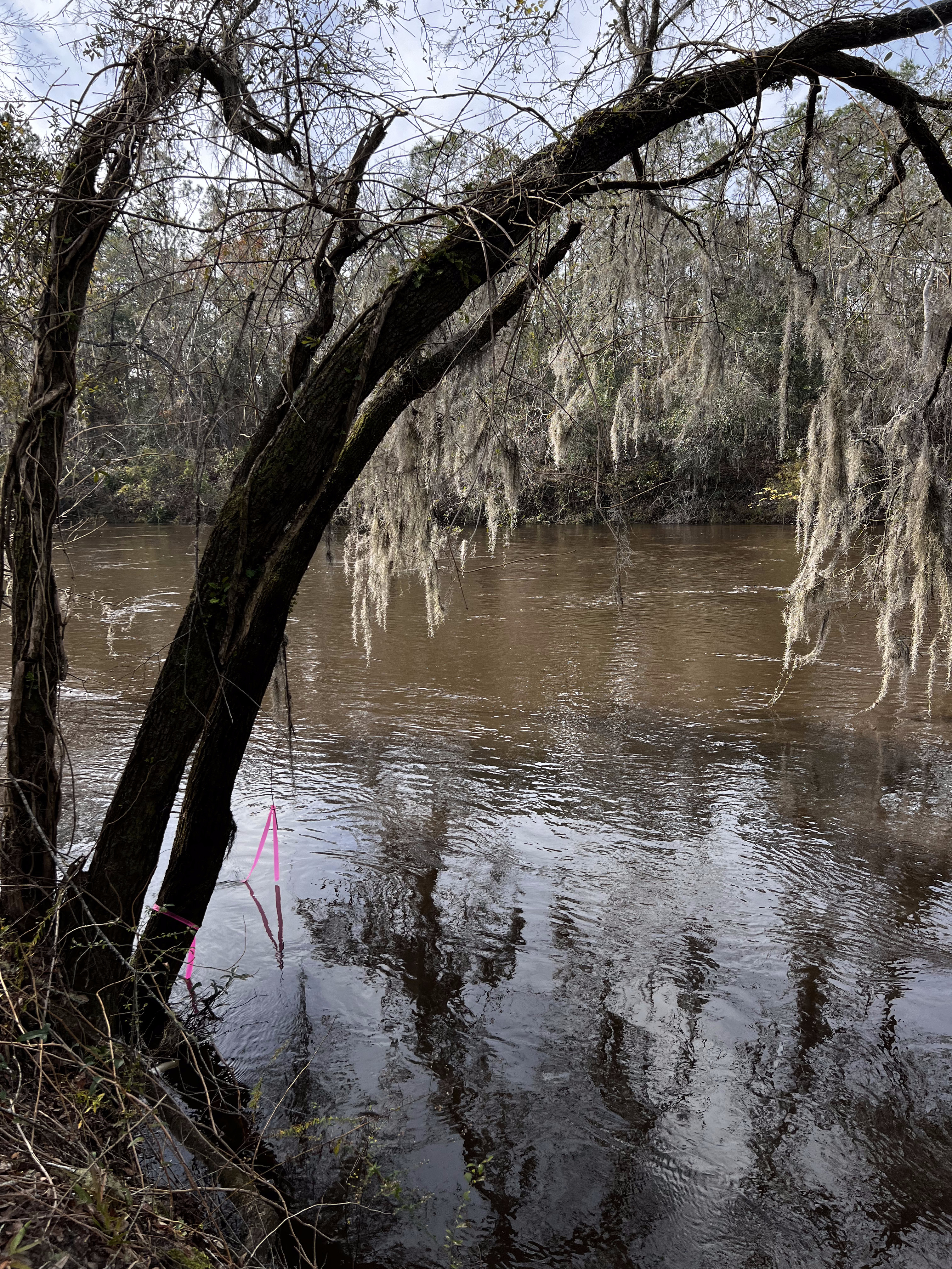 Holly Point other, Withlacoochee River @ NE Withla Bluffs Way 2023-12-20