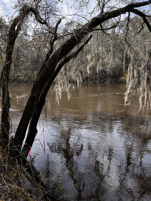 [Holly Point other, Withlacoochee River @ NE Withla Bluffs Way 2023-12-20]