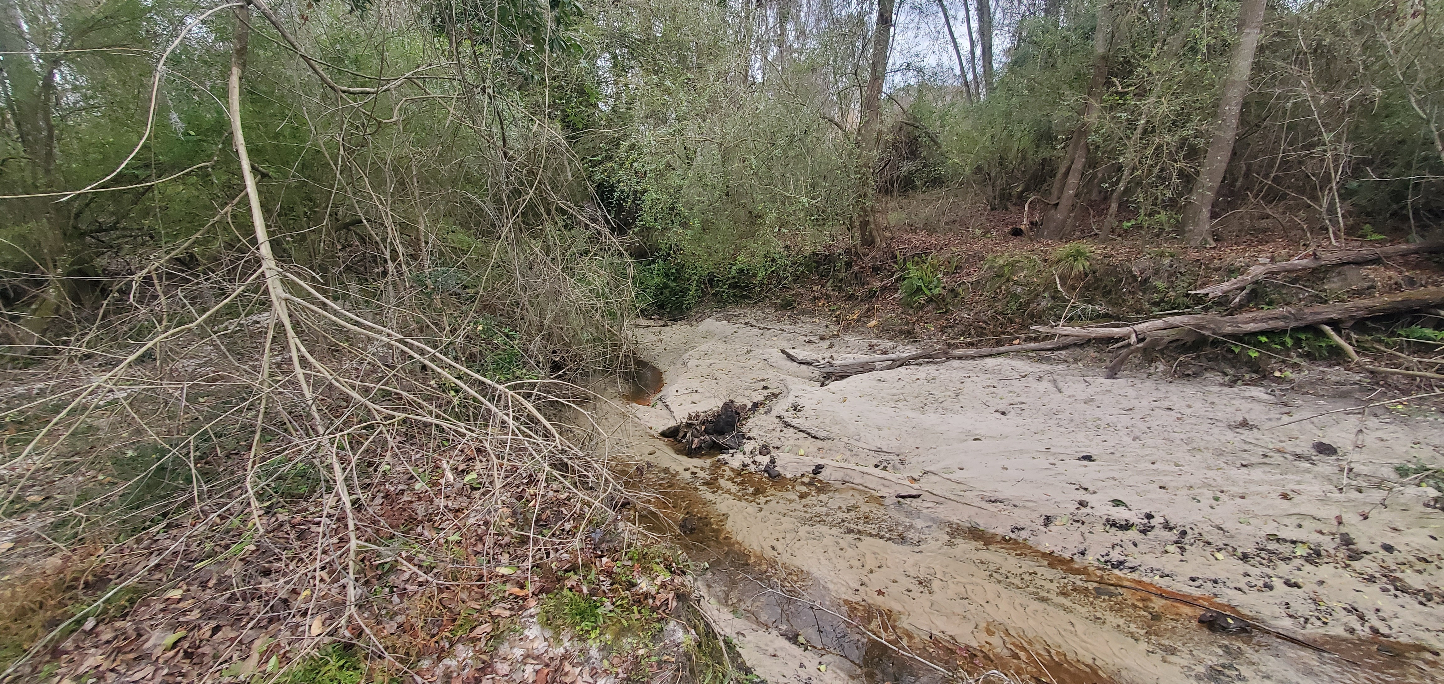 Downstream, Three Mile Branch, 2809 Pebblewood Drive, 13:01:31, 30.8755, -83.31035