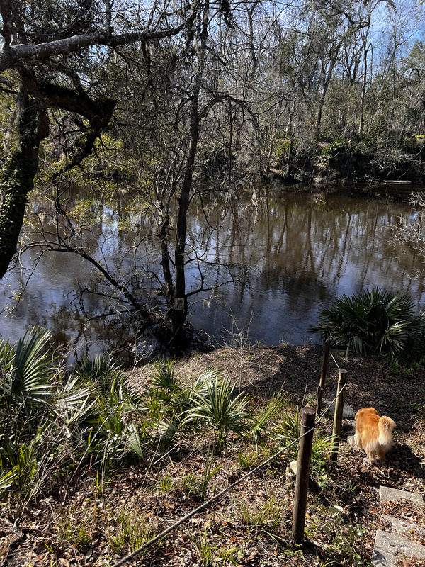 [Holly Point, Withlacoochee River @ NE Withla Bluffs Way 2024-01-10]